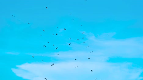 Birds-Silhouette-Flying-Against-Blue-Sky---Vulture-or-Eagle