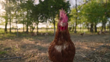 Close-up-of-pasture-raised-chicken-walking-on-cage-free-farm-at-sunset-in-slow-motion