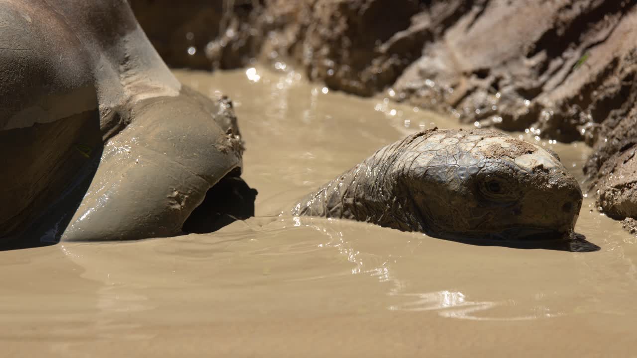 A close-up shot of an Aldabra giant tortoise resting in a brown mud puddle