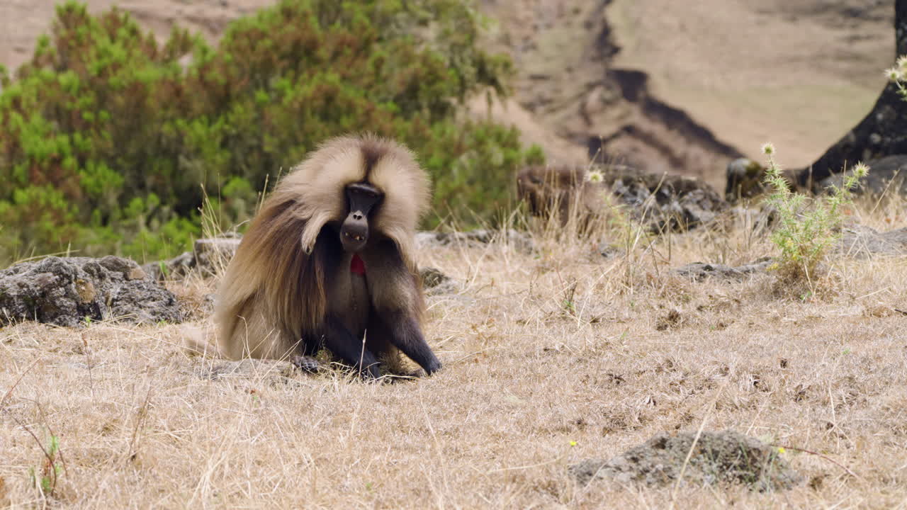 Bleeding-heart Monkey Of Simien Mountains In Northern Ethiopia. Close-up Shot