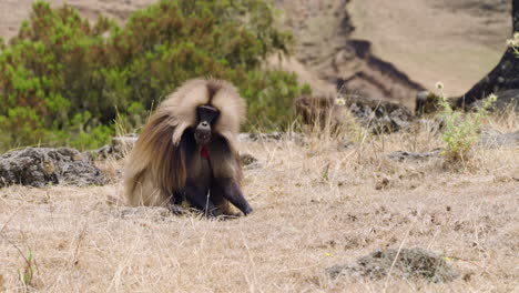 bleeding-heart monkey of simien mountains in northern ethiopia. close-up shot