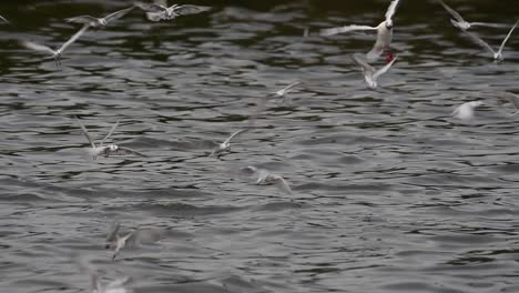 los charranes y las gaviotas que buscan comida son aves marinas migratorias a tailandia, que vuelan en círculos y se turnan para buscar comida que flota en el mar en el muelle del centro recreativo de bangpu