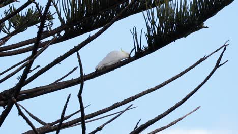 una cacatúa en una rama de un árbol