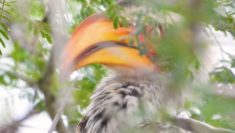 close up shot of southern yellow-billed hornbill in a tree during the day in limpopo and mpumalanga in northeastern south africa