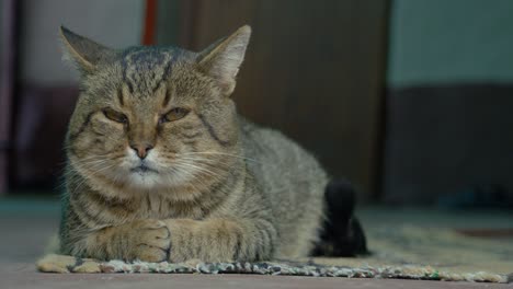 Haustiervideo-Einer-Faulen-Katze,-Die-Auf-Einem-Weichen-Teppich-Faulenzt