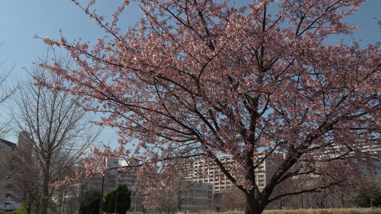 Ampia inquadratura fissa di un albero di sakura in fiore contro un cielo azzurro brillante a Tokyo
