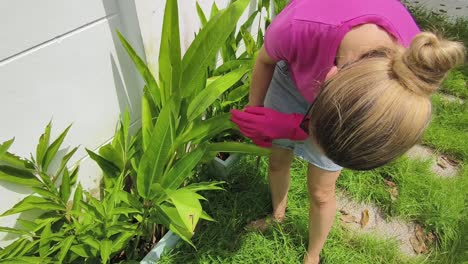 woman gardening in backyard