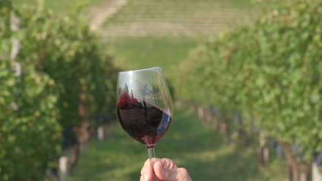 Red-wine-tasting-glass-in-vineyard-agriculture-cultivation-field