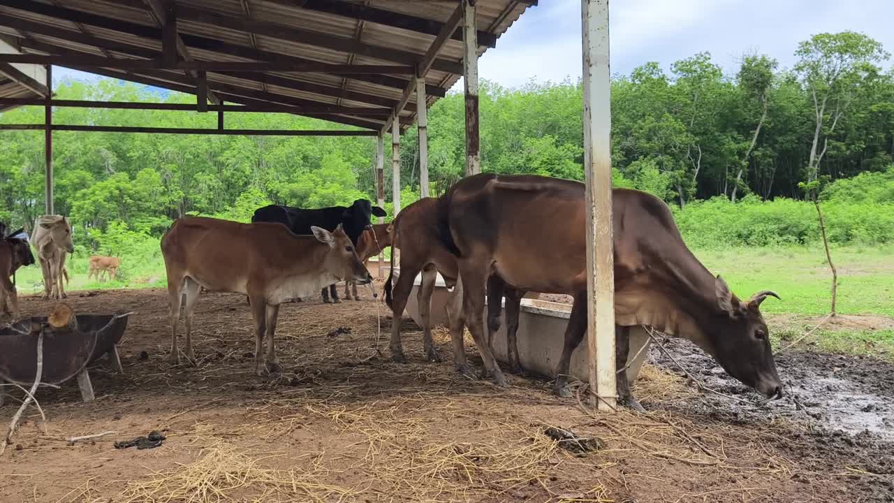 Mucche in una stalla agricola