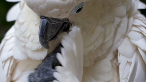 close-up of a white cockatoo