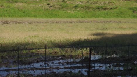 muddy farmland in tottori, tilt up to reveal mt daisen