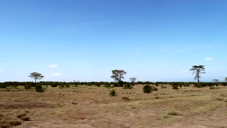 toma de mano de un jeep sobre un paisaje de sabana seca con árboles y arbustos en un día soleado
