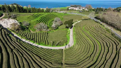 tea plantation at the azores, portugal. aerial top down view.