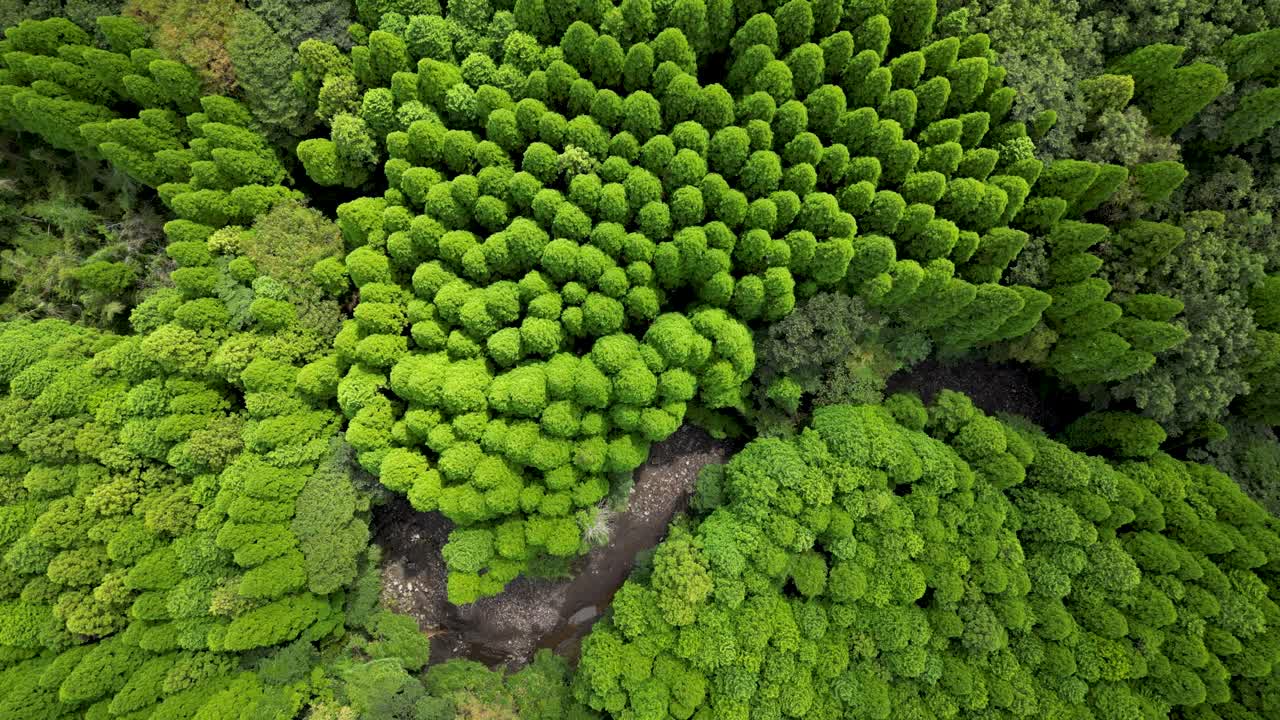 Cinematic top down aerial flight over lush green forest with meandering river