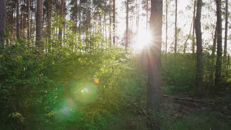 sunset between trees in the forest