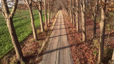 aerial slow backward movement with a country dirt road with marks in the sand and tilting up to reveal the lane of autumn coloured tree tops lit by a dutch afternoon low winter sun