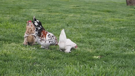 chickens foraging in a grassy field