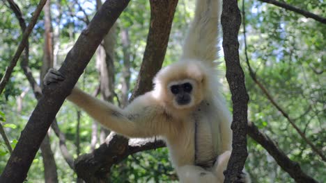 gibbon in forest_gibbon playing in trees_ white gibbon primate