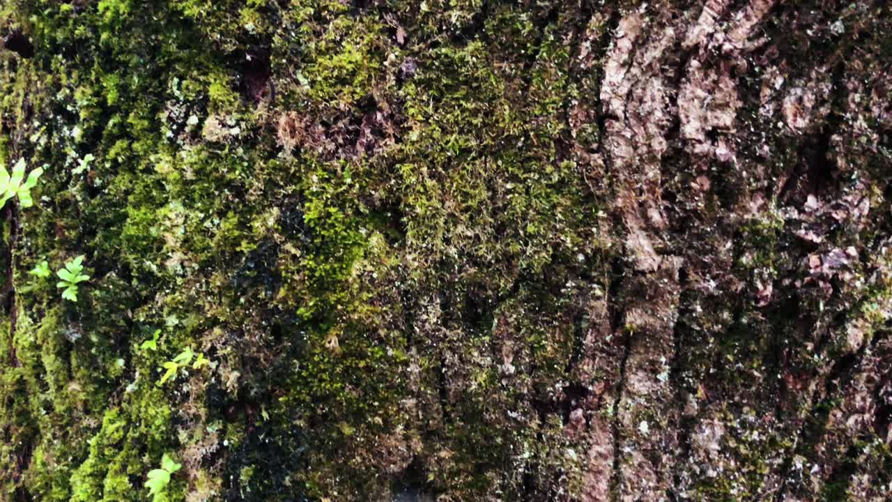 corteza de árbol cubierta de musgo