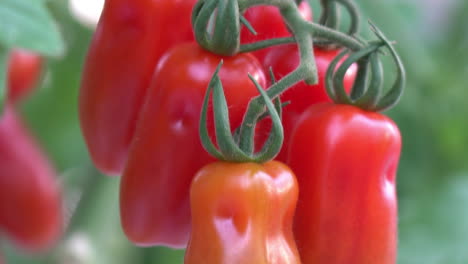 Reif-Zum-Pflücken-Von-Roten-Tomaten