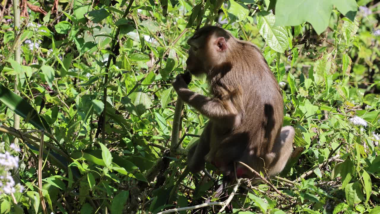 Monkey eating and moving among lush plants