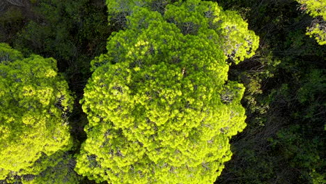 aerial top down circle shot over vibrant green crown of pine tree growing on field in spain during sunset