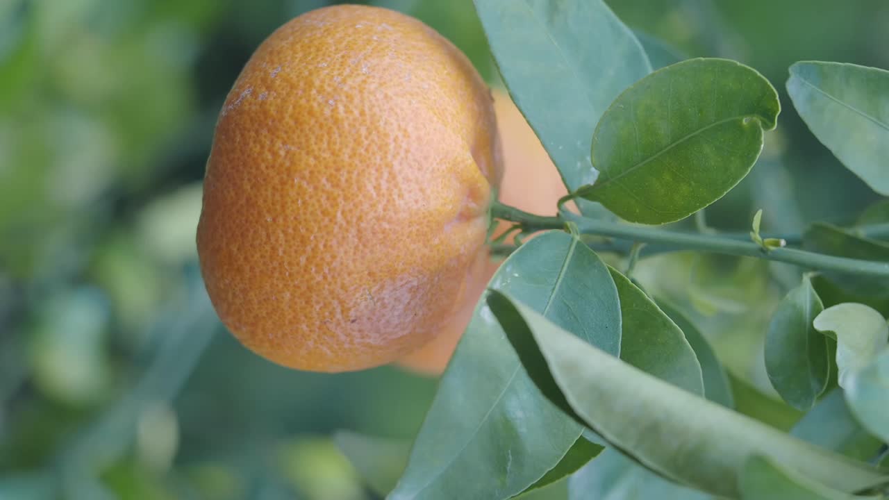 Close-up of a ripe tangerine on a tree branch