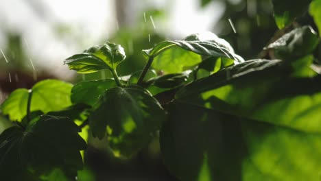 primer plano de una planta de interior vibrante con hojas verdes exuberantes