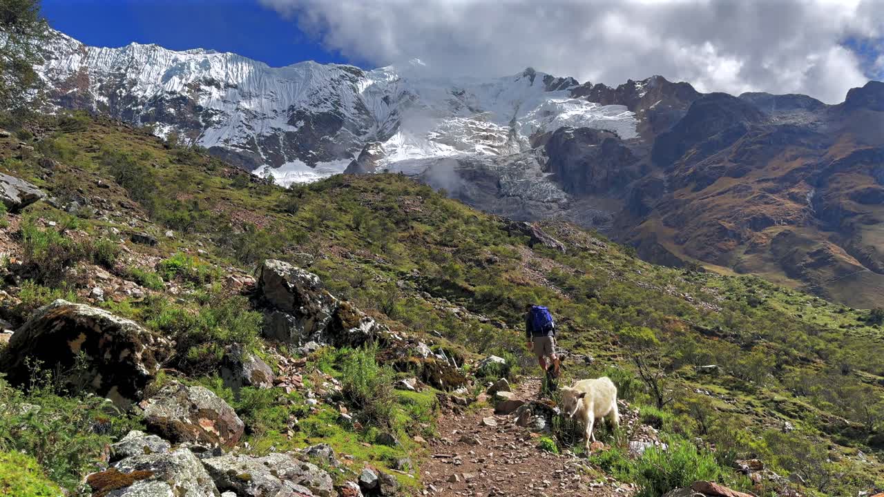 Ande peruviane Humantay Laguna Lake Trek, sentiero per escursionisti, mucca, fauna selvatica, Perù, ghiacciaio Salkantay ad alta quota, cime importanti, cielo azzurro mattutino, nuvole, provincia di Anta soleggiata, stagione secca e piovosa, pan