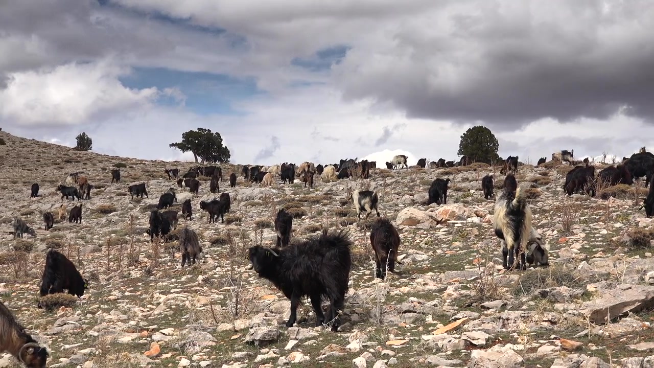Gregge di capre al pascolo su un pendio montano roccioso