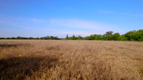 Low-aerial-shot-overhead-a-golden-wheat-field-ready-for-harvesting-in-Bernis