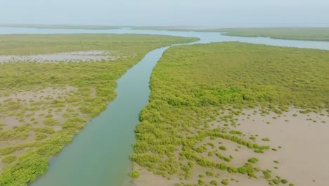 profile view of the indus river delta mangrove near karachi, pakistan during summer afternoon