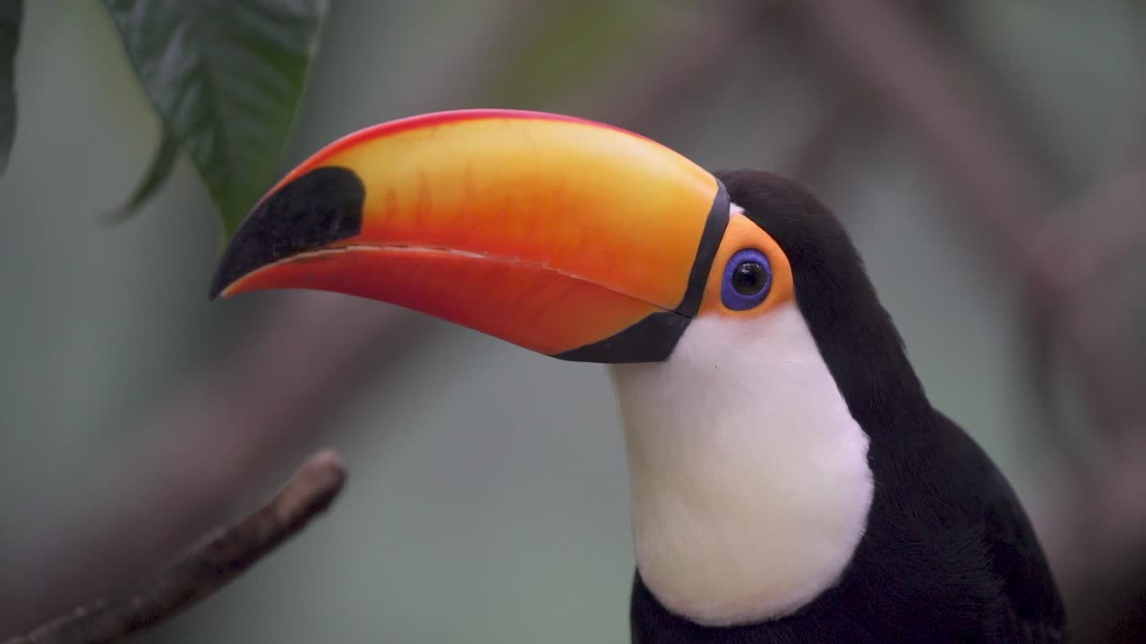 Close-up portátil de um tucano-toco olhando em volta empoleirado em um galho na natureza, depois voando para longe.