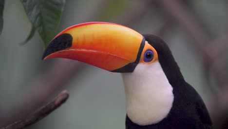 handheld close up of a toco toucan looking around standing on a branch in nature then flying away