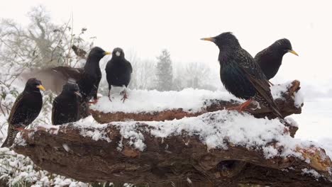 grupo de estorninos comunes alimentándose en una mesa de pájaros en un día de invierno nevado