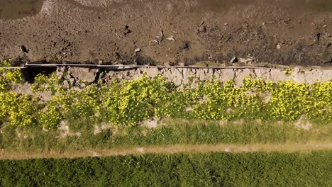 Vista-En-4k-Desde-Arriba-De-Algunas-Flores-De-Oxalis-Pes-caprae-Que-Han-Crecido-En-Las-Protecciones-Del-Río-Contra-La-Marea-En-Las-Salinas-De-Aveiro,-60fps