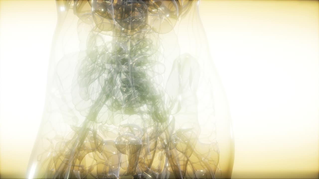 imagen de rayos x del cuerpo humano