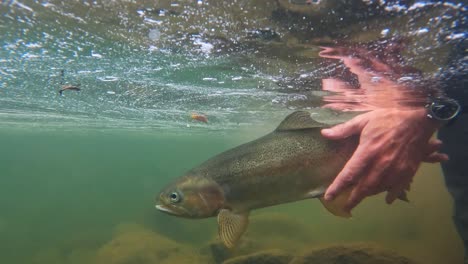 Fly-fisher-releases-big-rainbow-trout-underwater-in-clear-river-slow-motion-shot