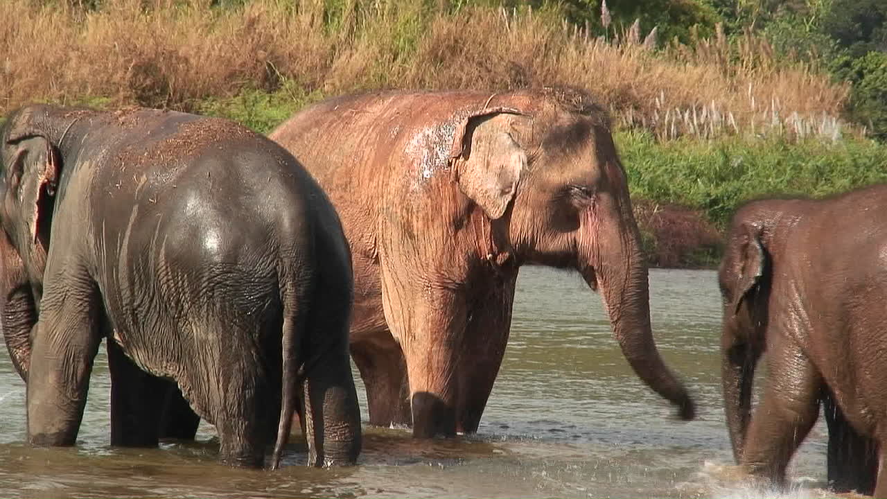남자가 양동이로 코끼리에게 물을 뿌릴 때 코끼리는 물 속을 걷는다