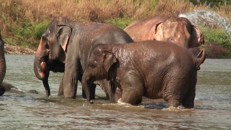 elephants walk in the water as a man splashes water on them with a bucket