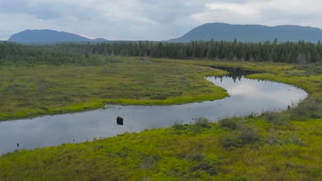 alces solitarios al aire libre de pie en un río serpenteante