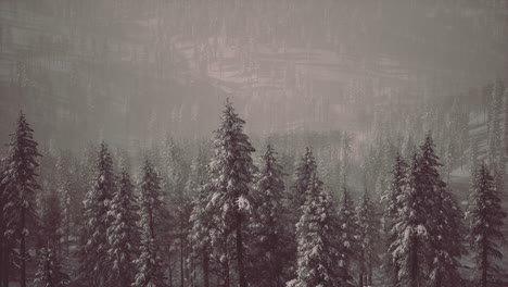 misty fog in pine forest on mountain slopes