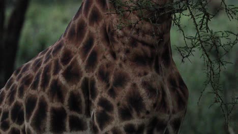 una jirafa comiendo en la sabana silvestre de kenia, áfrica oriental