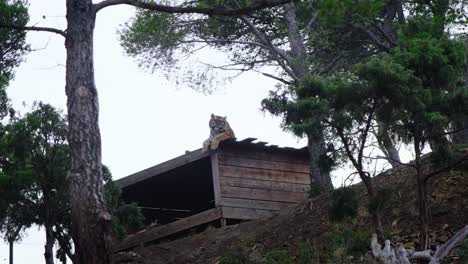 Statische-Aufnahme-Eines-Tigers,-Der-In-Seinem-Riesigen-Gehege-Auf-Einem-Gebäude-Sitzt