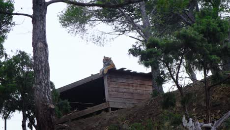 toma estática de un tigre sentado encima de un edificio en su vasto recinto