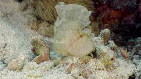 Fish-disguised-as-seaweed-or-sheet-moves-on-the-seabed-via-the-sea-current