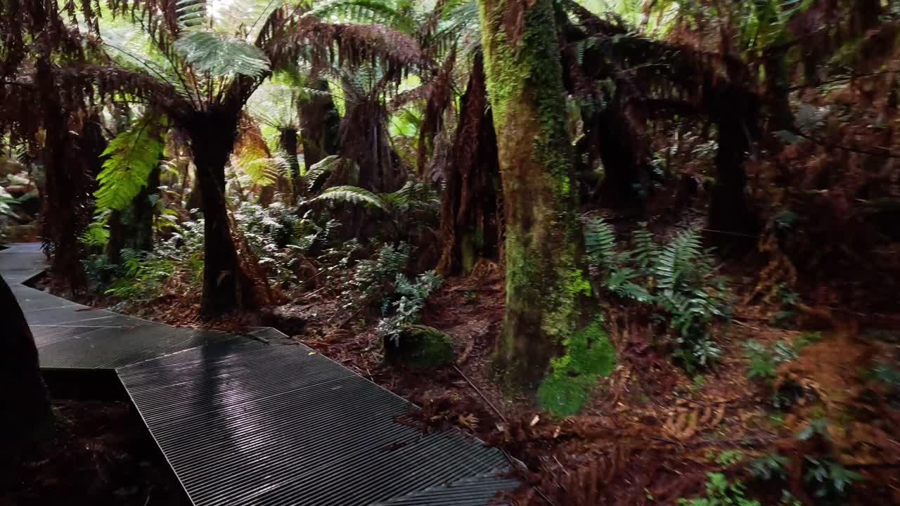 울창 한 열대 우림 길 을 고 있는 것