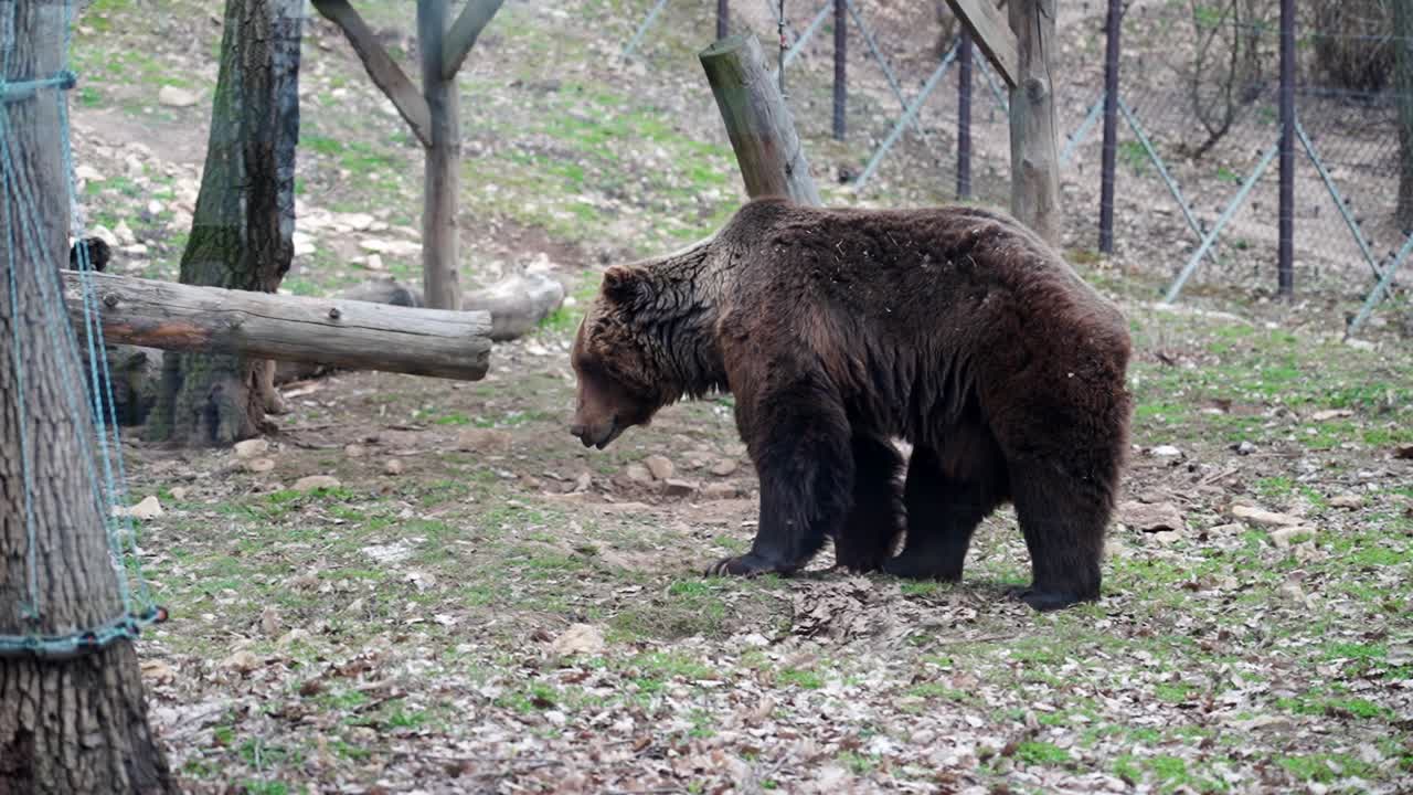 Brown bear walking in a fenced natural enclosure