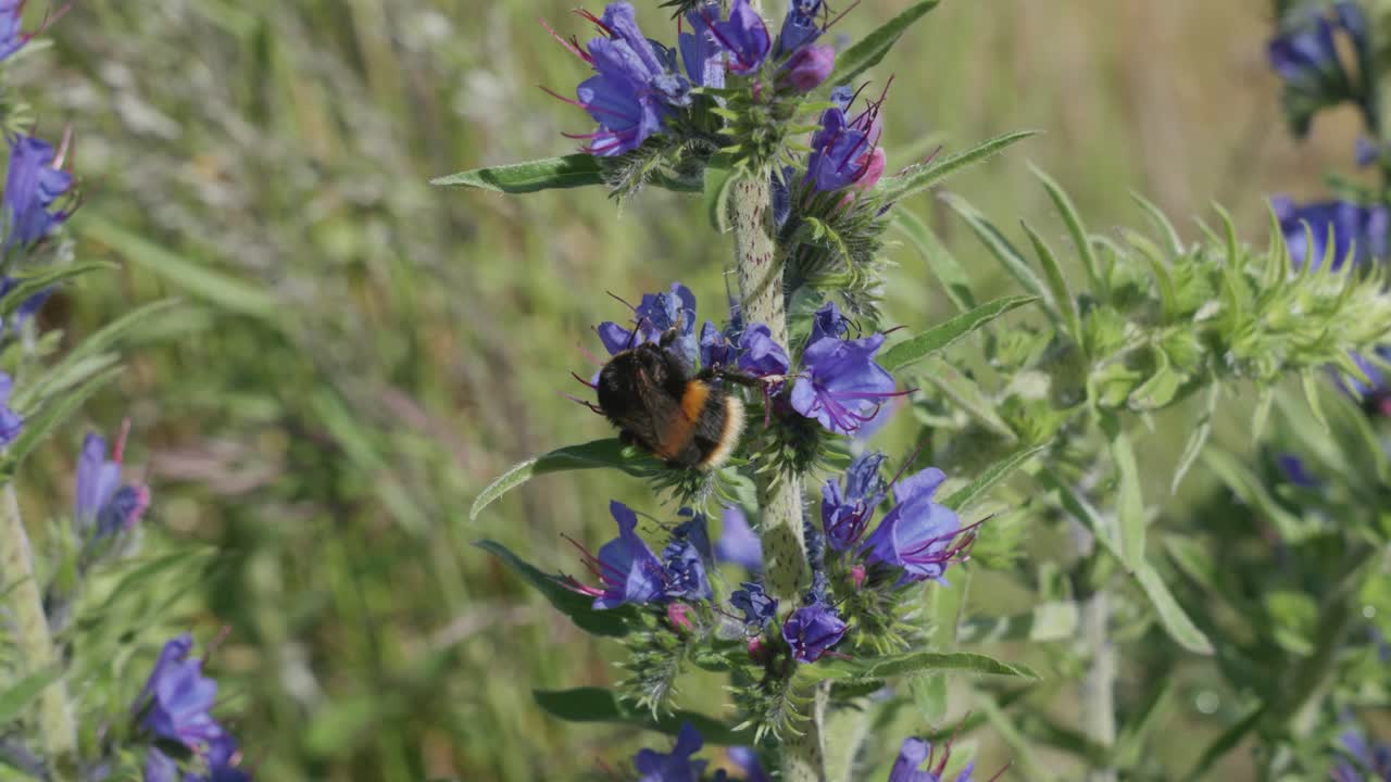Bumblebee on Purple Viper's Bugloss Flower