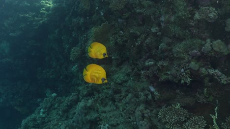 Two-yellow-butterflyfish-close-up-on-coral-reef